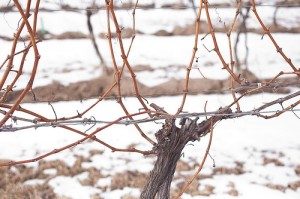 Vines in Winer-Pat Anderson