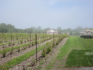 Sandbanks Estate Winery -- Fog Rolling In IMG_2955