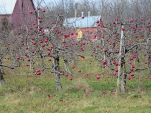 Apples for Ice Cider - Waupoos Winery Dec 2015 IMG_3316