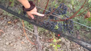 Pruning Technique at Southbrook - Snapshot 3 (05-09-2014 9-11 PM)