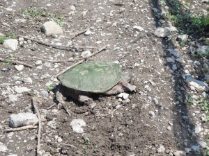 Hillier Creek Estates  a Snapping Turtle IMG_2954